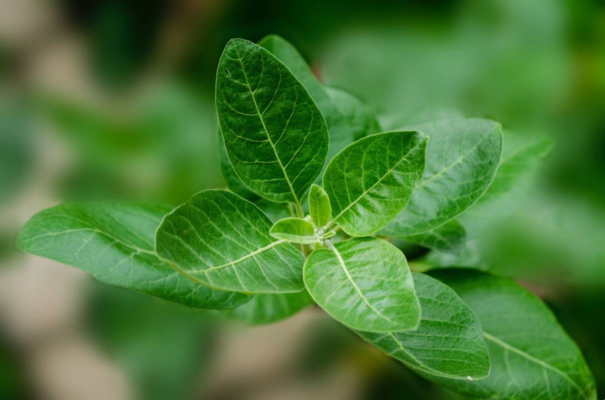 Ashwagandha plant