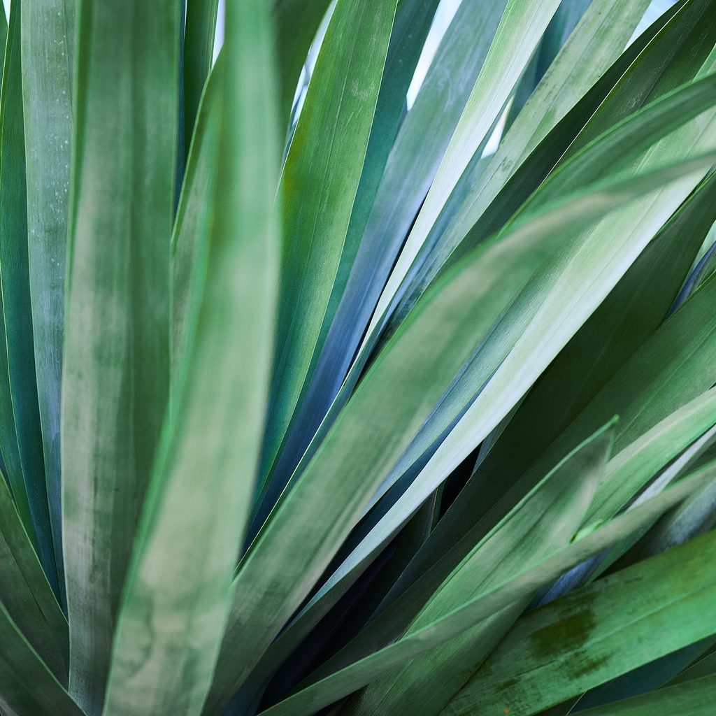 Yucca plant