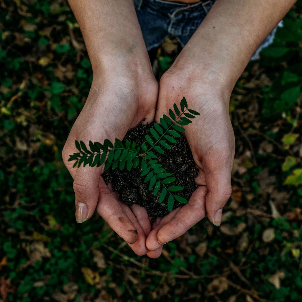 Person holding a plant and dirt in hands