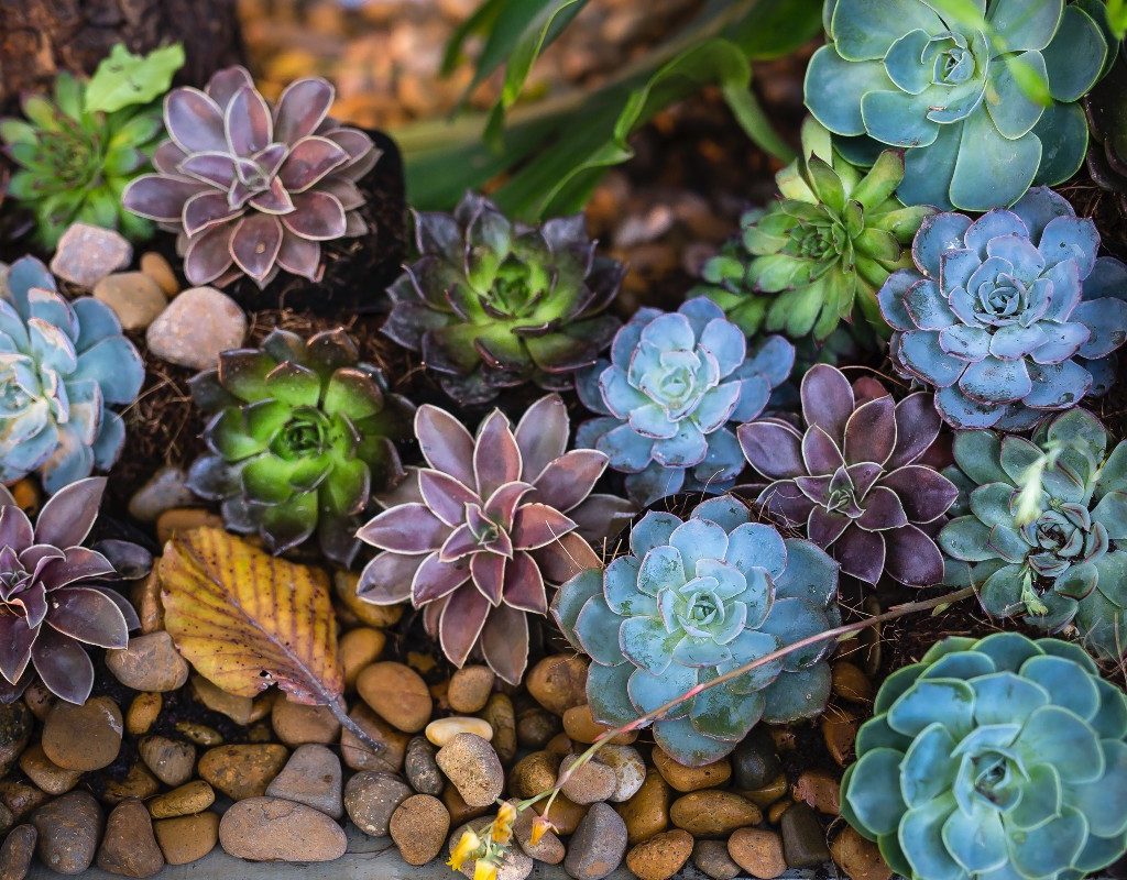 multi-colored-succulents-over-rocks