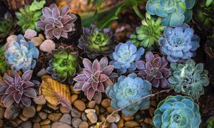 multi-colored-succulents-over-rocks