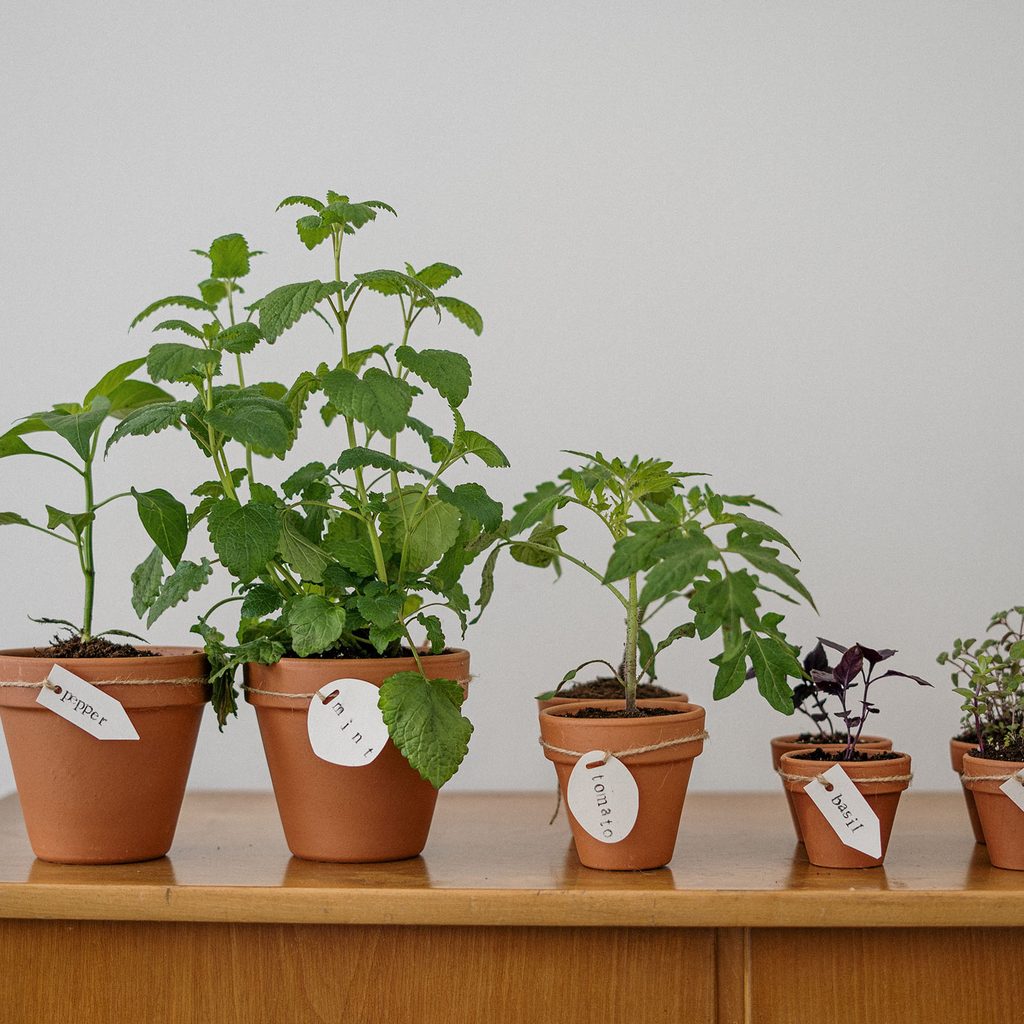 Mint, basil, and herbs in pots on a table