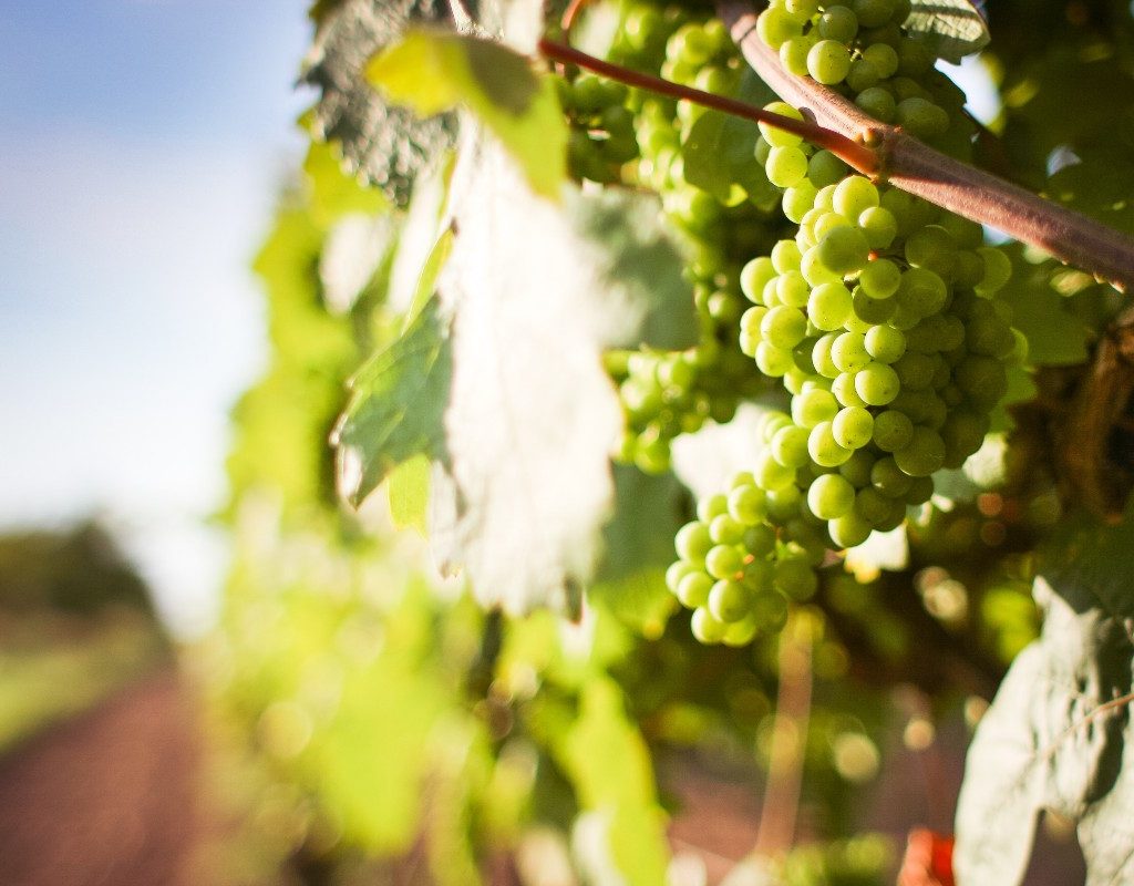 green grapes hanging from vine on vineyard
