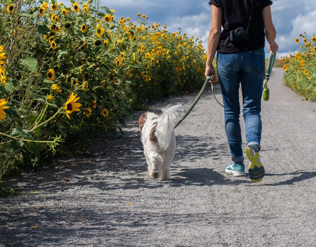 a person walking a dog down a gravel path in a sunflower field