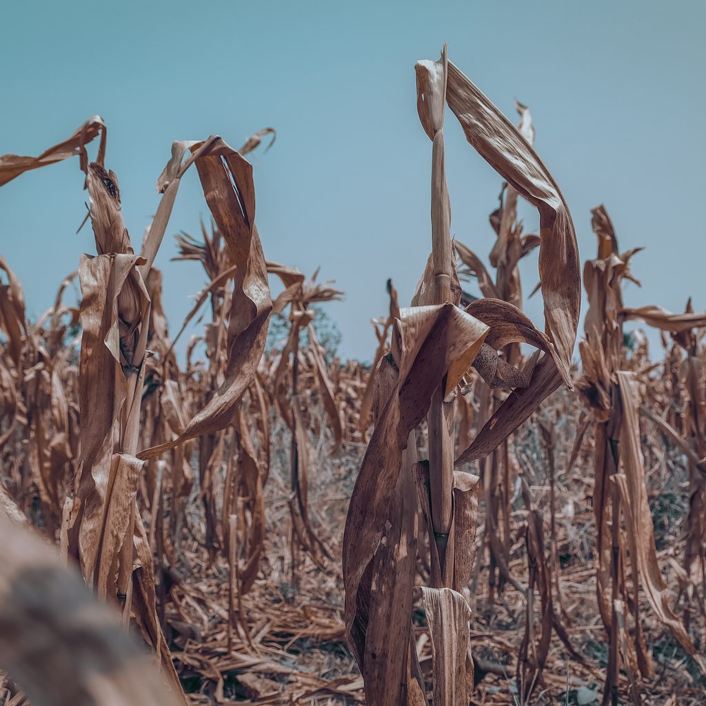 Dried out cornfield
