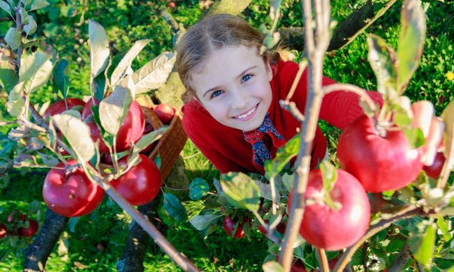 picking good apples girl