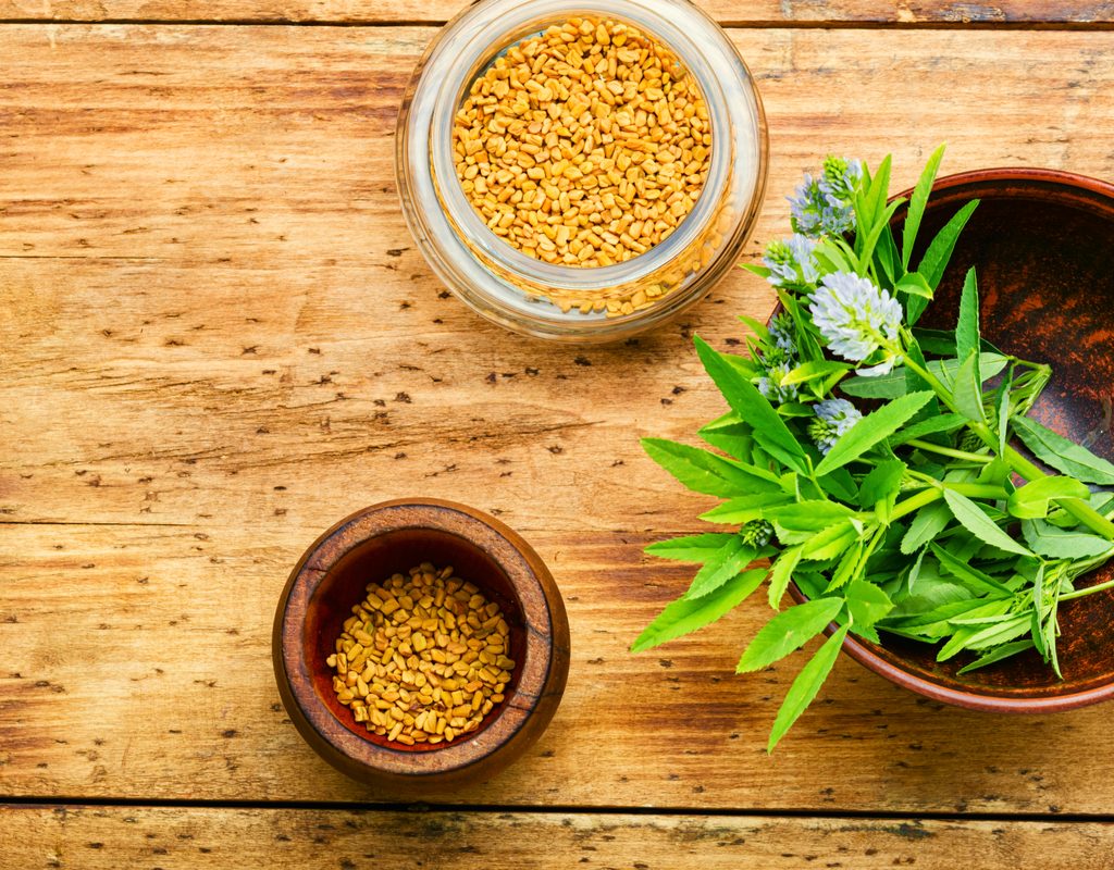 Fenugreek plant and seeds in bowls on a table.