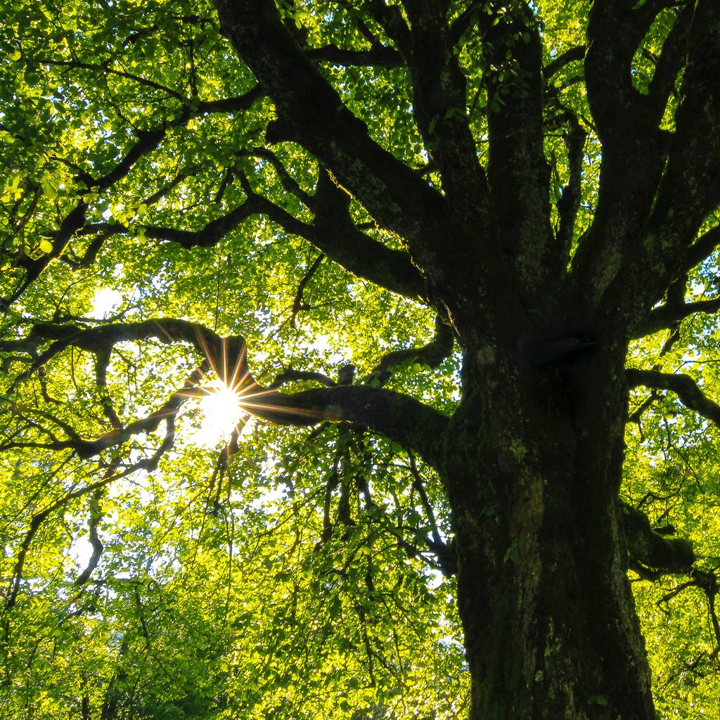 Underside of a tree with the sun shingling through the leaves