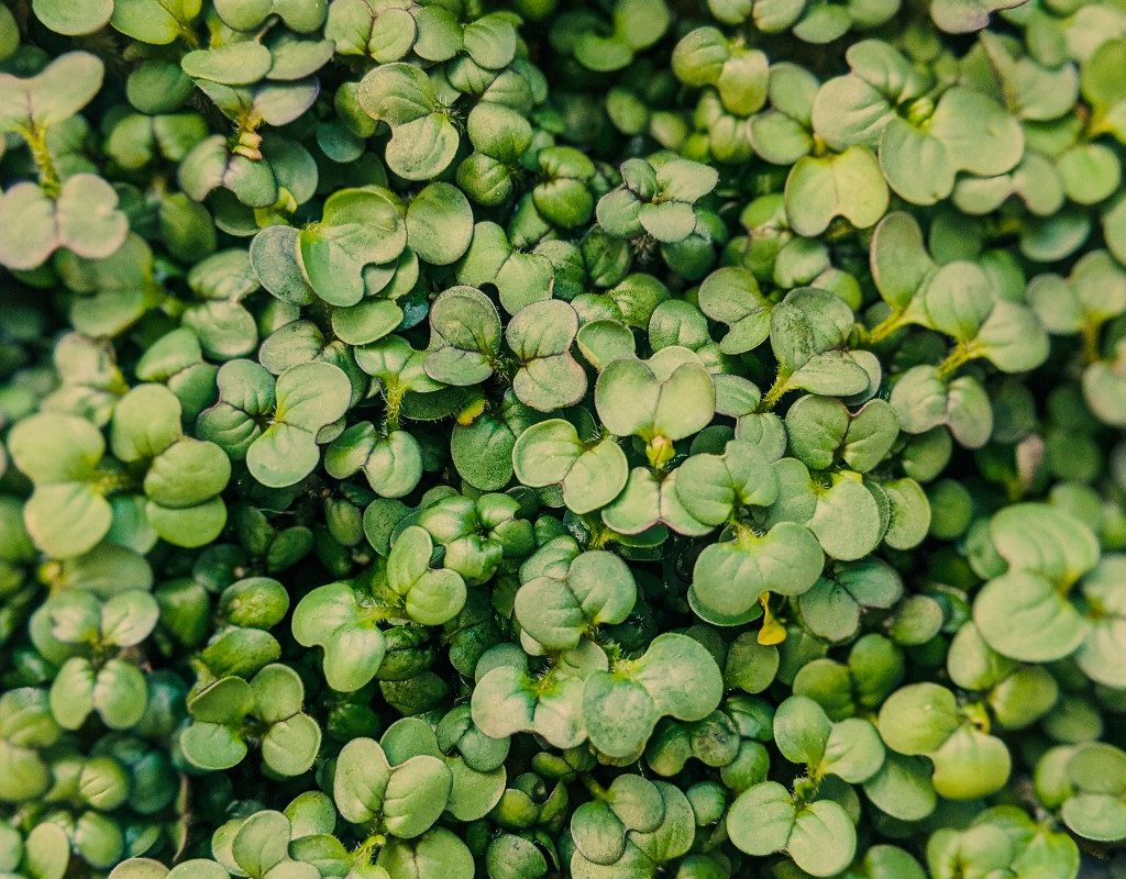a closeup of microgreens