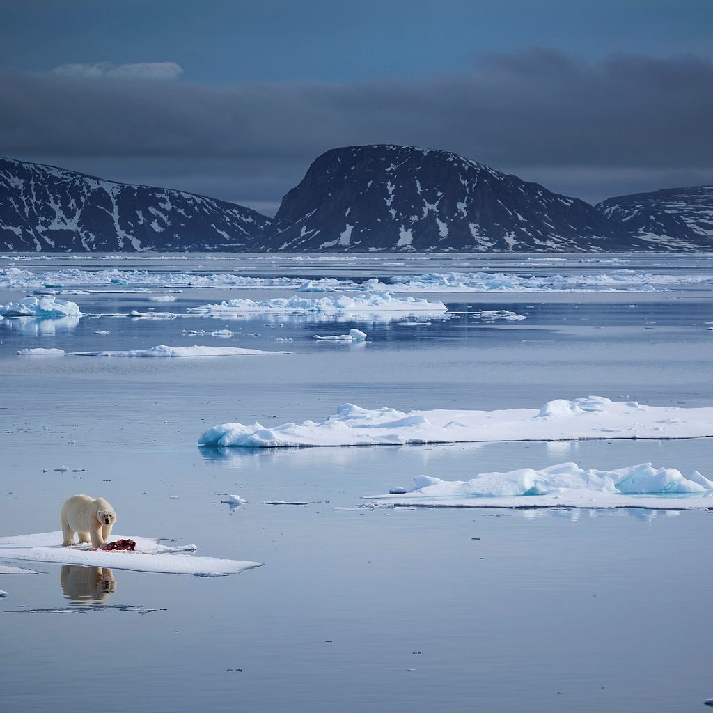 Polar bear drifting on thin piece of ice