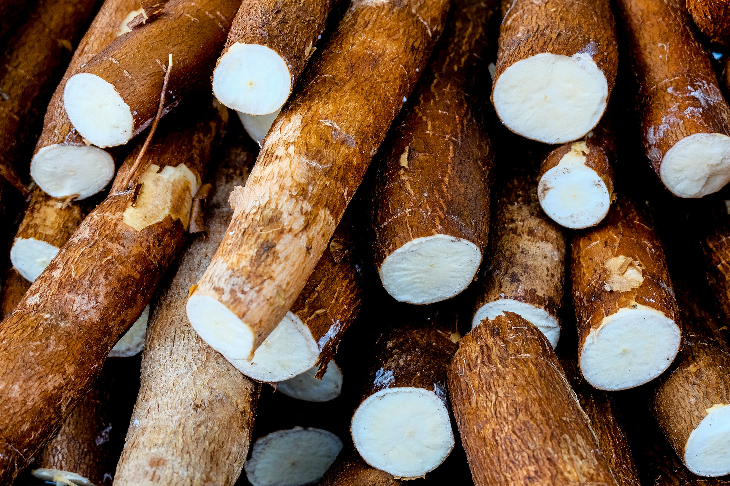 Cassava root