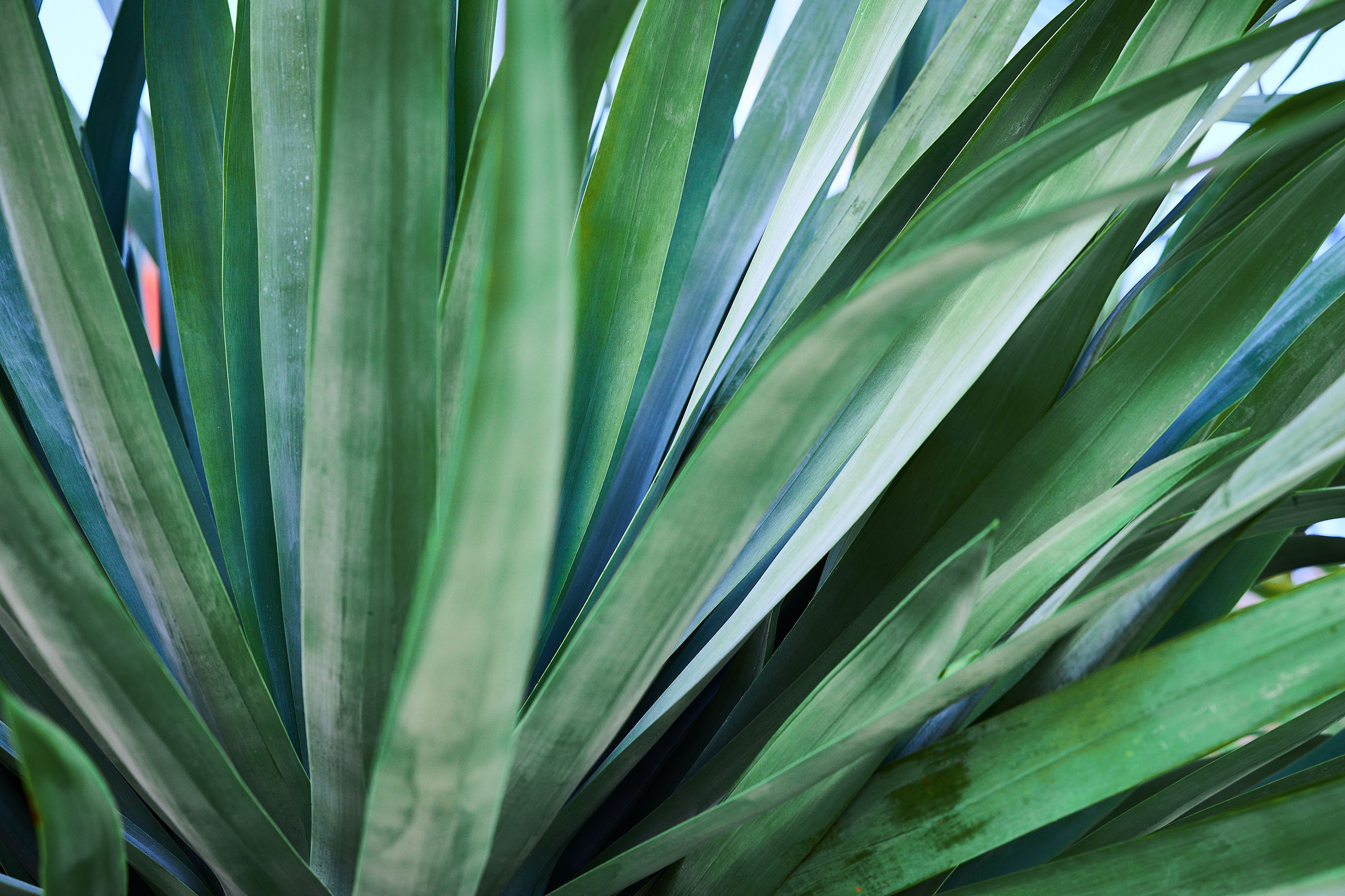 Yucca plant