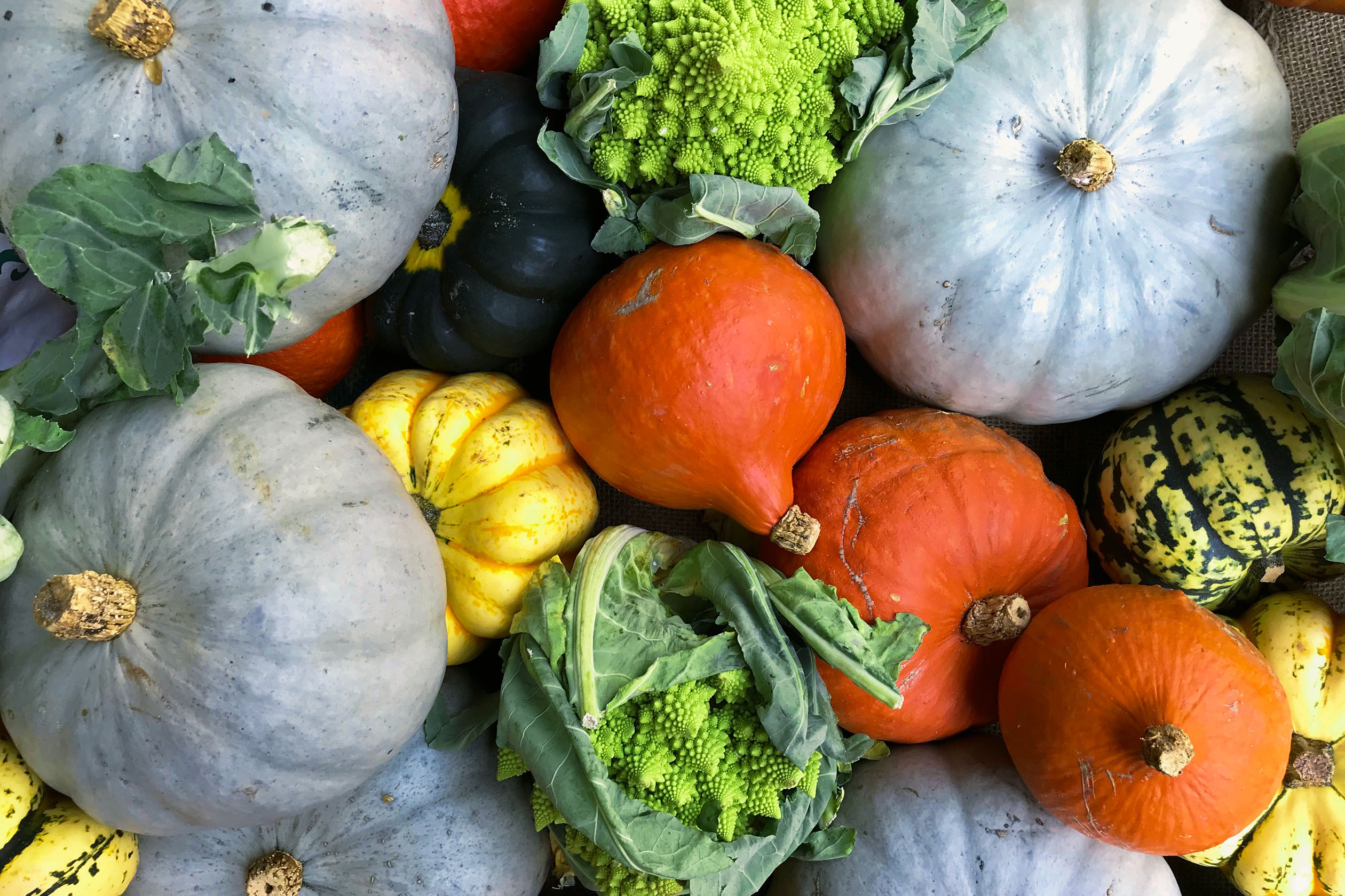 Pumpkins, squashes, and autumn vegetables