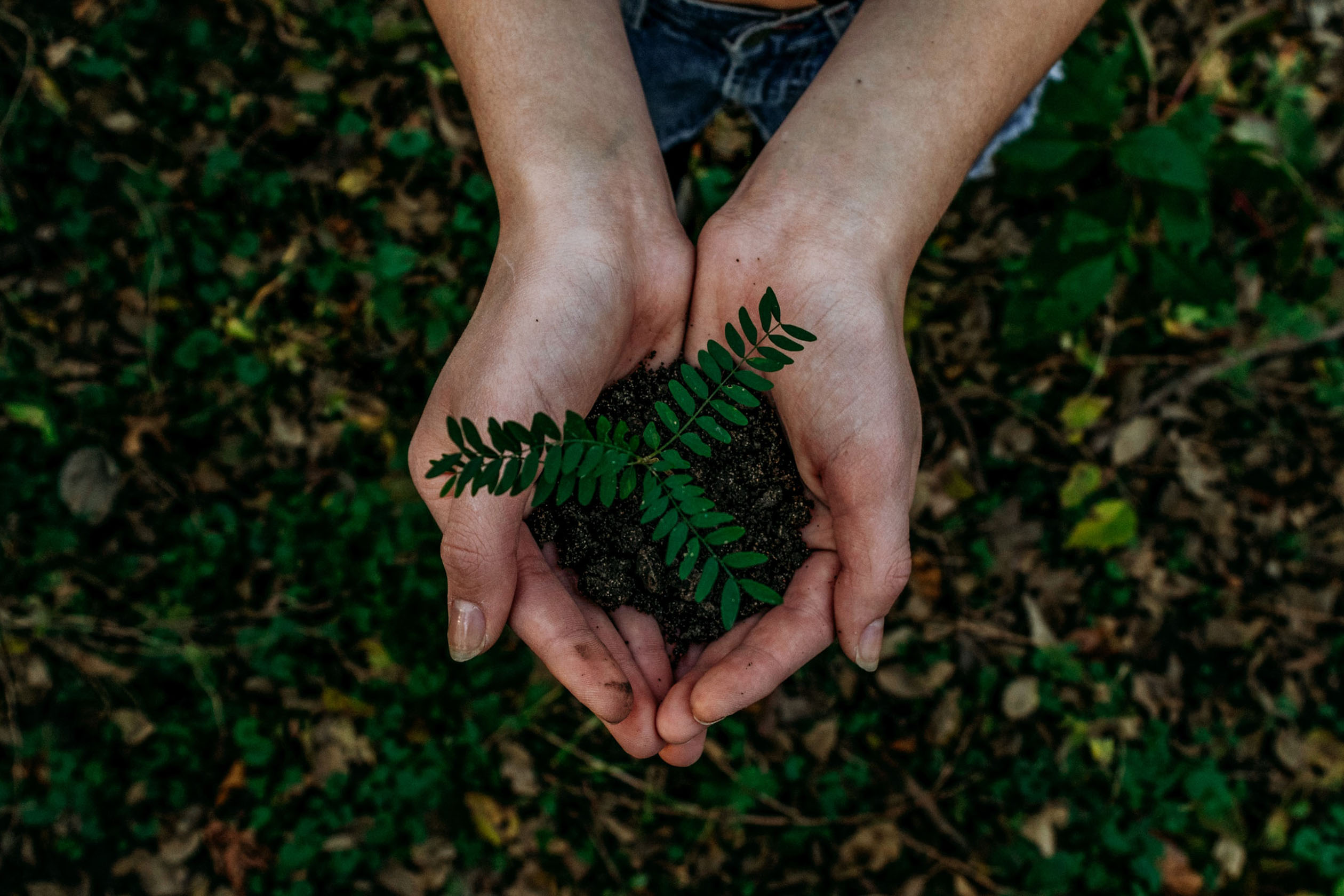 Person holding a plant and dirt in hands