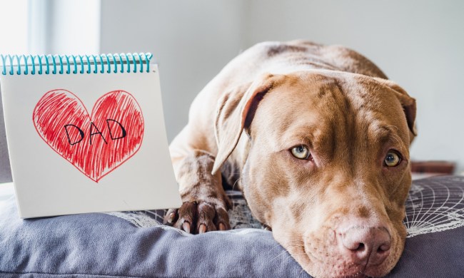 fathers day self care dog