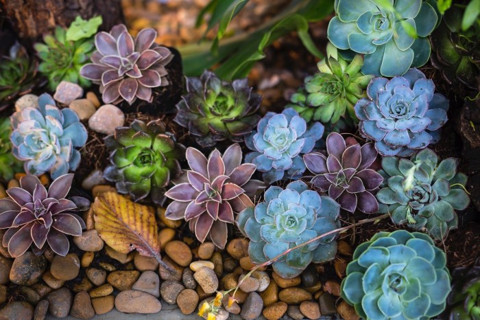 multi-colored-succulents-over-rocks