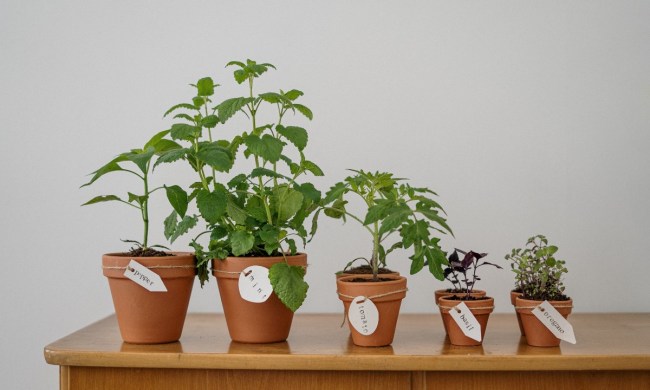 tomato-plants-on-brown-table