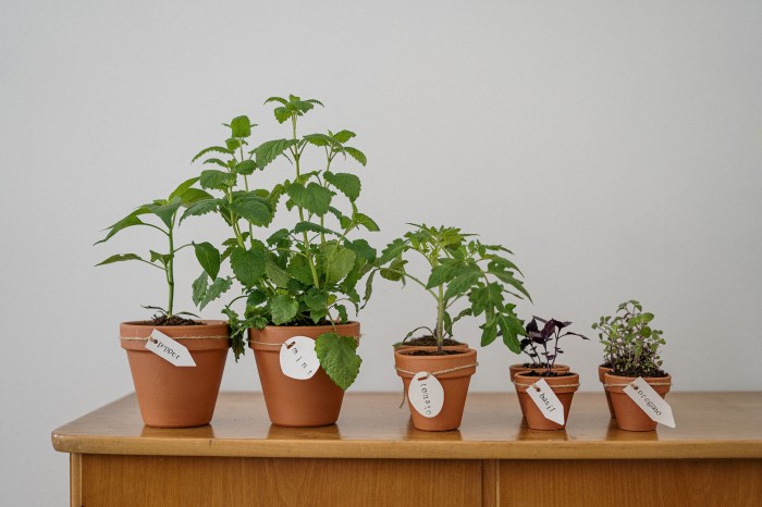 Mint, basil, and herbs in pots on a table