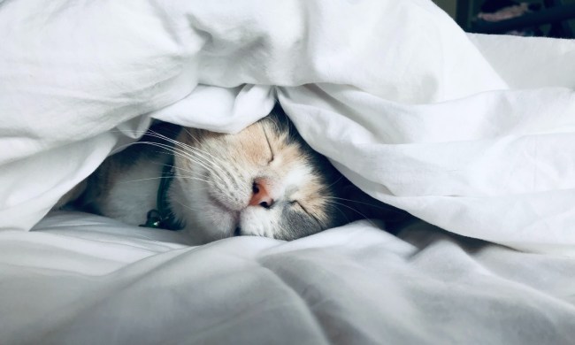 multi-colored cat underneath white covers