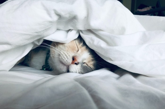 multi-colored cat underneath white covers