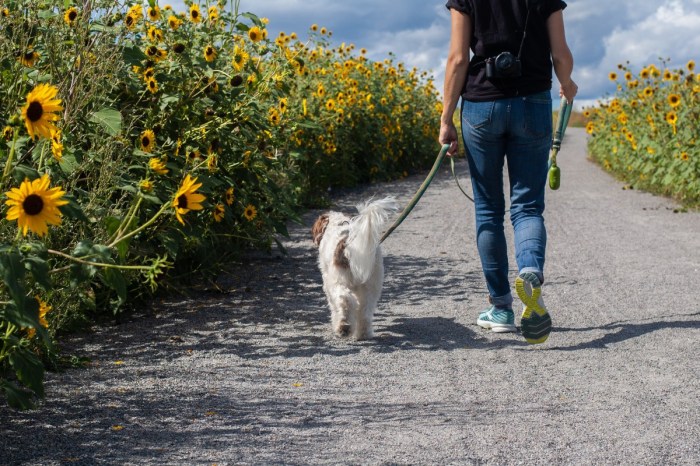a person walking a dog down a gravel path in a sunflower field