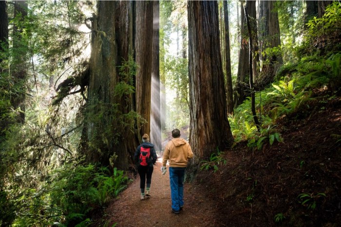 best national parks redwood park