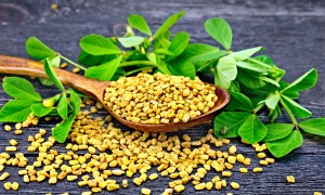 Fenugreek plant and seeds in a wood spoon.