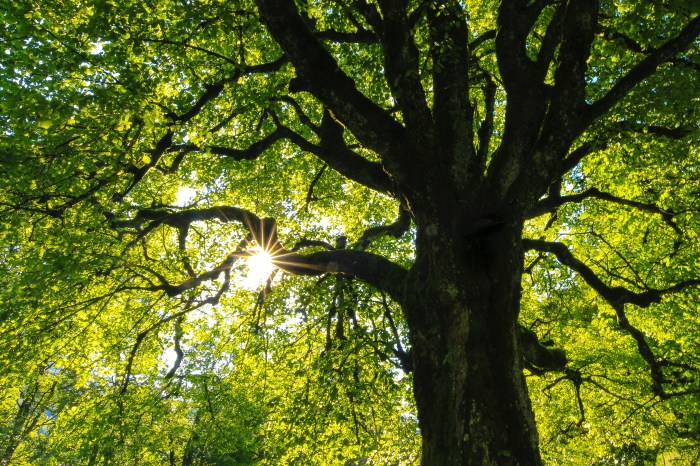 Underside of a tree with the sun shingling through the leaves
