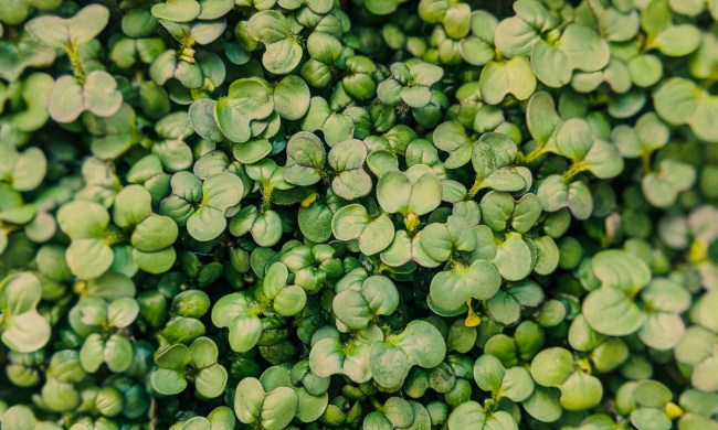 what are microgreens a closeup of