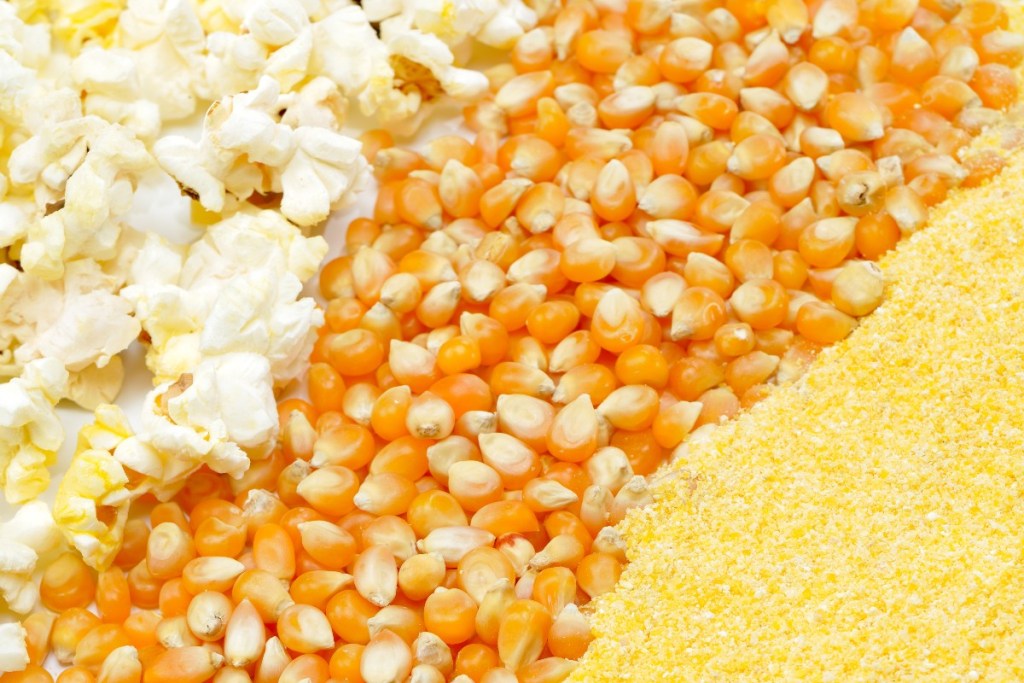 popcorn, kernels, and nutritional yeast
