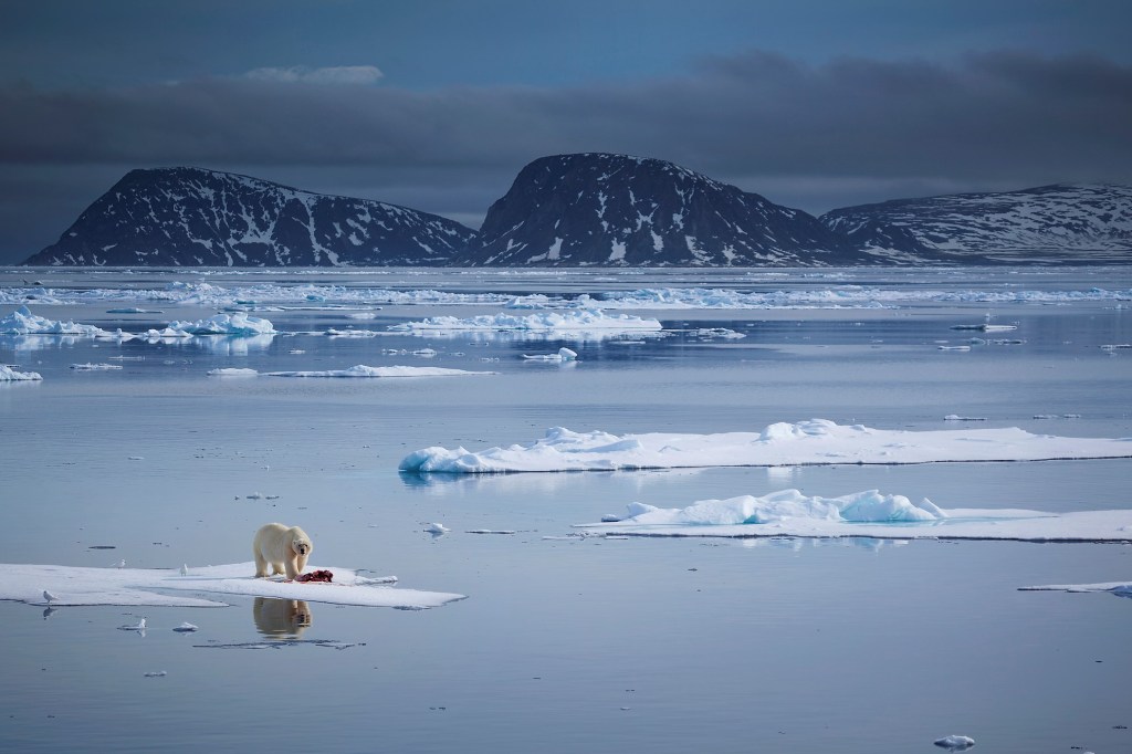 Polar bear drifting on thin piece of ice